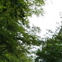 come back to me, loving breeze