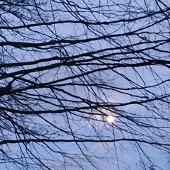 daily practice of gratitude for the little things in a burning world