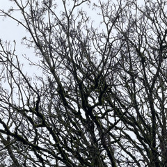 second dance // #jamuary2025 day 5, again