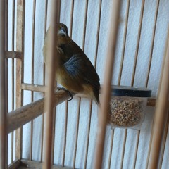 A LENDA COLEIRO VELOX TUI TUI FIBRA ｜ Prop. Julio Calazans.mp3