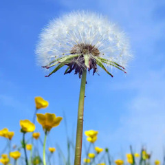 flyingdandalions