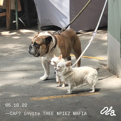 CAF? invite TREE $PIEZ MAFIA