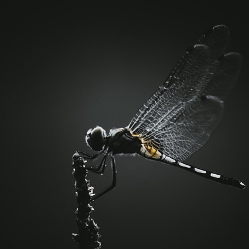 Bruno B - Dragonfly