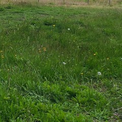 windy meadow