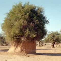 Écologies de la brousse – Aadaajii laɗɗe