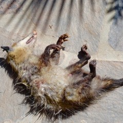 possum