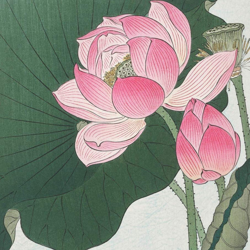 Lotus