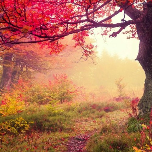 Accord. background origin 😥FREE DOWNLOAD