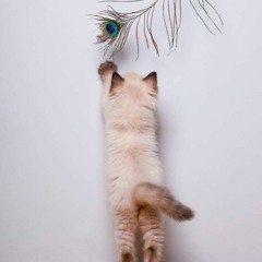 Energetic Playful Peacock