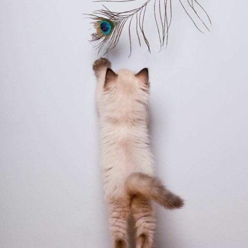 Energetic Playful Peacock