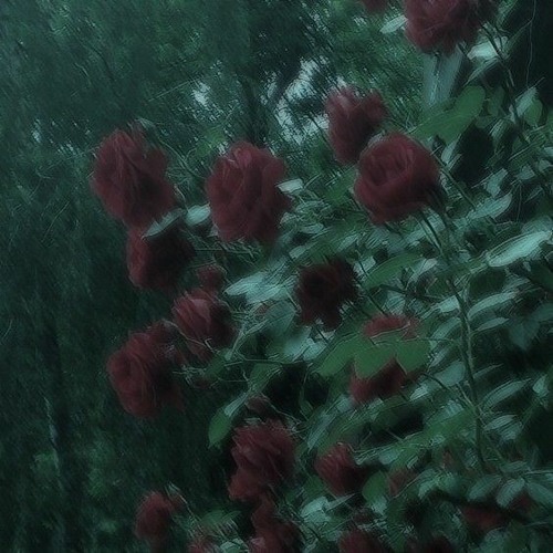 𝐝𝐫𝐞𝐚𝐦𝐬𝐜𝐚𝐩𝐞