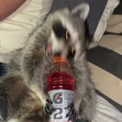 Peekaboo Heat Stick - Kendrick Lamar & Shoreline Mafia Mashup