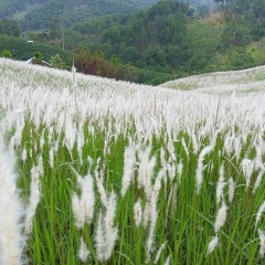 hoa co lau | phong max | w1bi remix