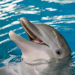 I Am A Dolphin - CM WIOT