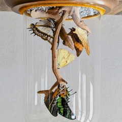 A tree under the earth grown in reverse