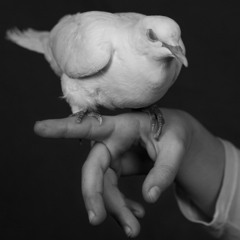 SIGN LANGUAGE PROD RIDGELY