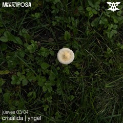 Yngel - Crisálida