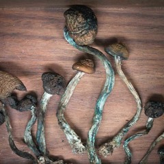 sadsmokeshawty- ponta pé(on psilocybe cubensis)
