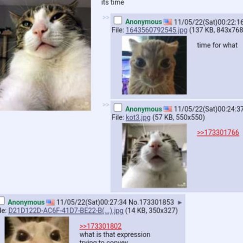 i enjoy funny cat image