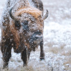 Winter Solstice