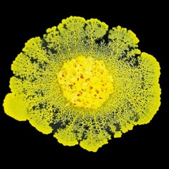 Hardware Jelly*4 - Physarum polycephalum