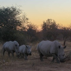 Dawn Chorus along the Limpopo River -- Mmabolela Conservancy, Limpopo, South Africa
