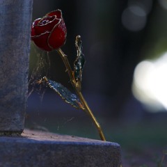 STBB #931 TRIBUTE WEEK - ReST