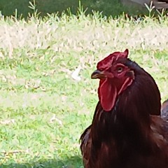 Come As You Are cover (Turnpike Troubadours)