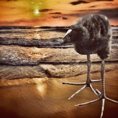bird song demo
