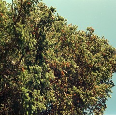 CD-001 (CarefreeDisco)