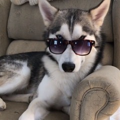 Cuteness Hunter