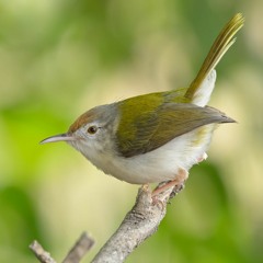 Common Tailorbird