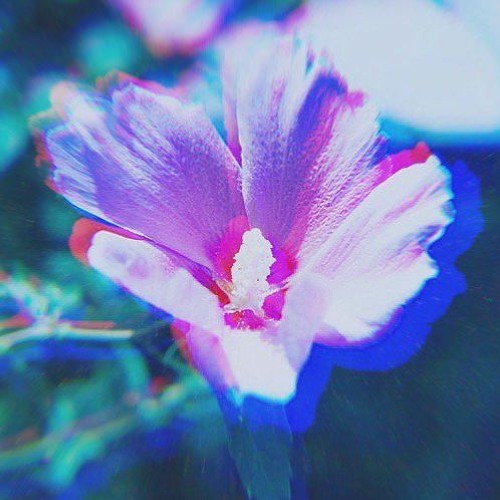 無窮花 By Ryan Purple 無窮花 By Ryan Purple