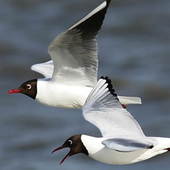 The Benefits of Commitment in Black-headed Gulls