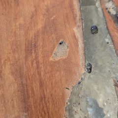 سورة الأعراف - الشيخ الشهيد مهند سلام