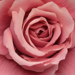 Igneous Rose