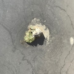 shindo 11.13 ZERO TOKYO