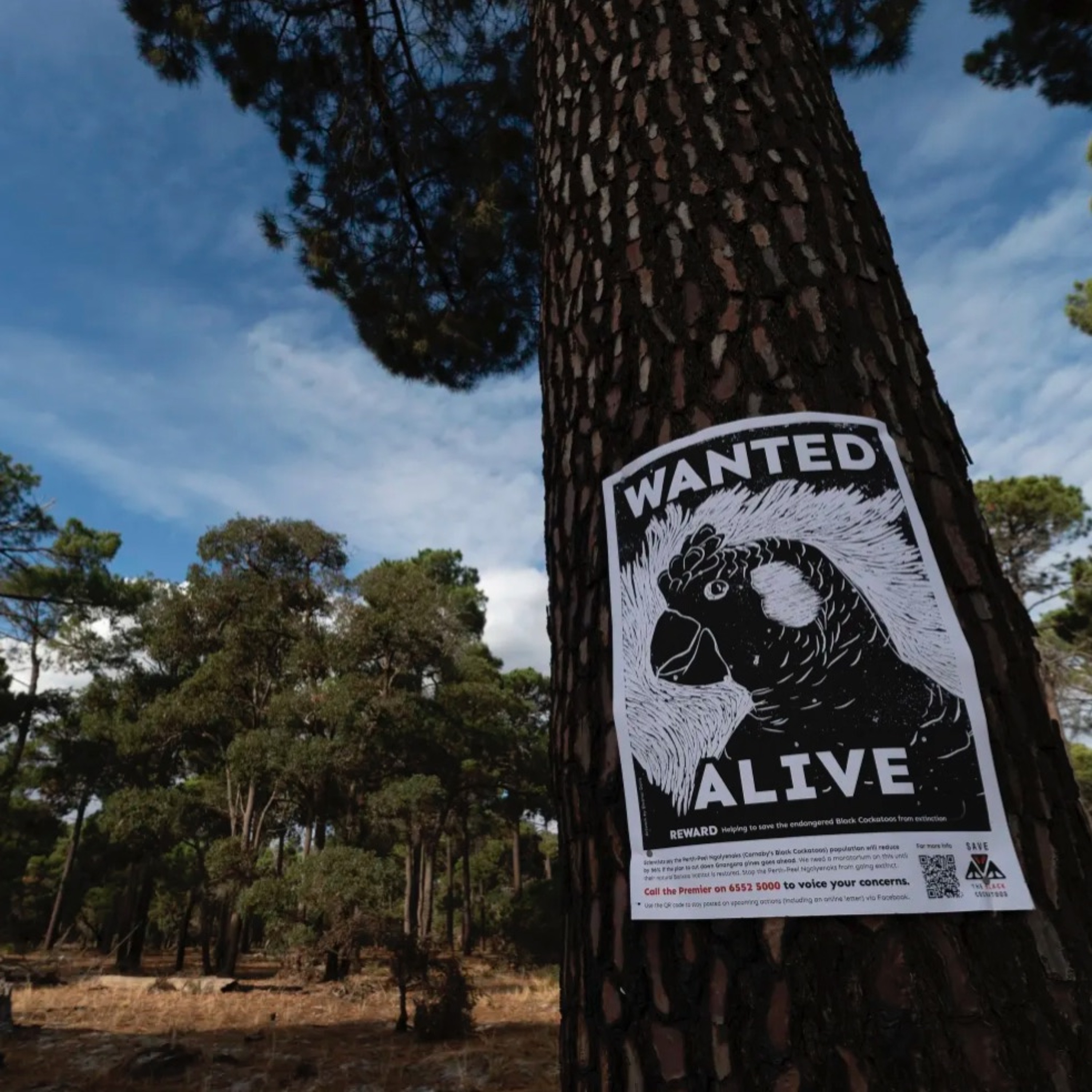 EPA Assesses Perths Pine Plantations - Dr Hugh Finn episode artwork
