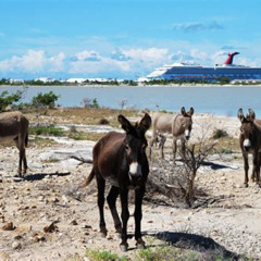 Review Special Price Grand Turk Historical Sightseeing Tour By Tram