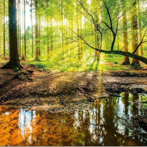 Wald der Tausend Bäume