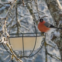 Winter birds feeding, close up activity