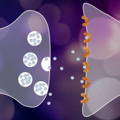 Journey of a Neurotransmitter