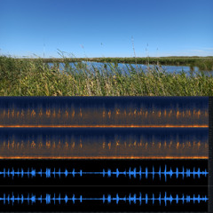 2025.12.17 Reed Warbler. Tolderol. Windy Summer Afternoon.