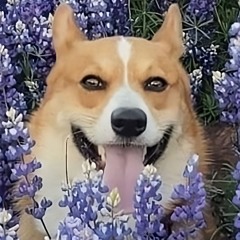 noises mixture