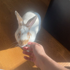 Yea Yea Whateva- Rx Papi(unreleased)