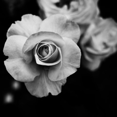 Thèmemoir, Ish10 Yow1r0 - 花瓣
