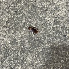 BRAIN STEW GREEN DAY