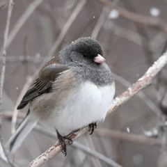 THE INFINITY DOME & a Dark-eyed Junco Duo (Junco hyemalis), clicking counter-singing…