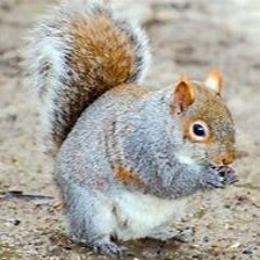 8 Dwarf Quest MP3 Version