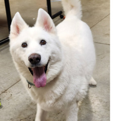 Willow, Female Husky Mix, 8-8-2025